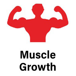 muscle-growth